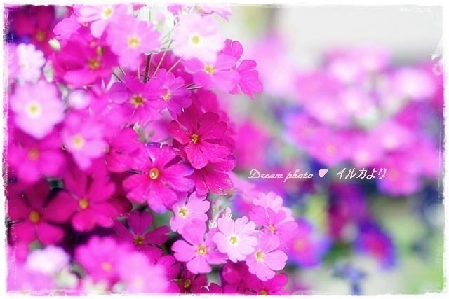 サクラソウかな？