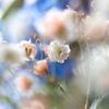 D5300×タムキュ　VS　PEN F×Olympus60ｍｍマクロ　4