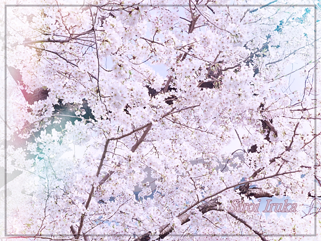 晴れやかな心