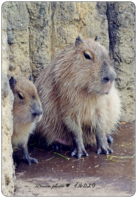 私可愛いでしょう。。。(４)