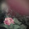 紫陽花の独り言