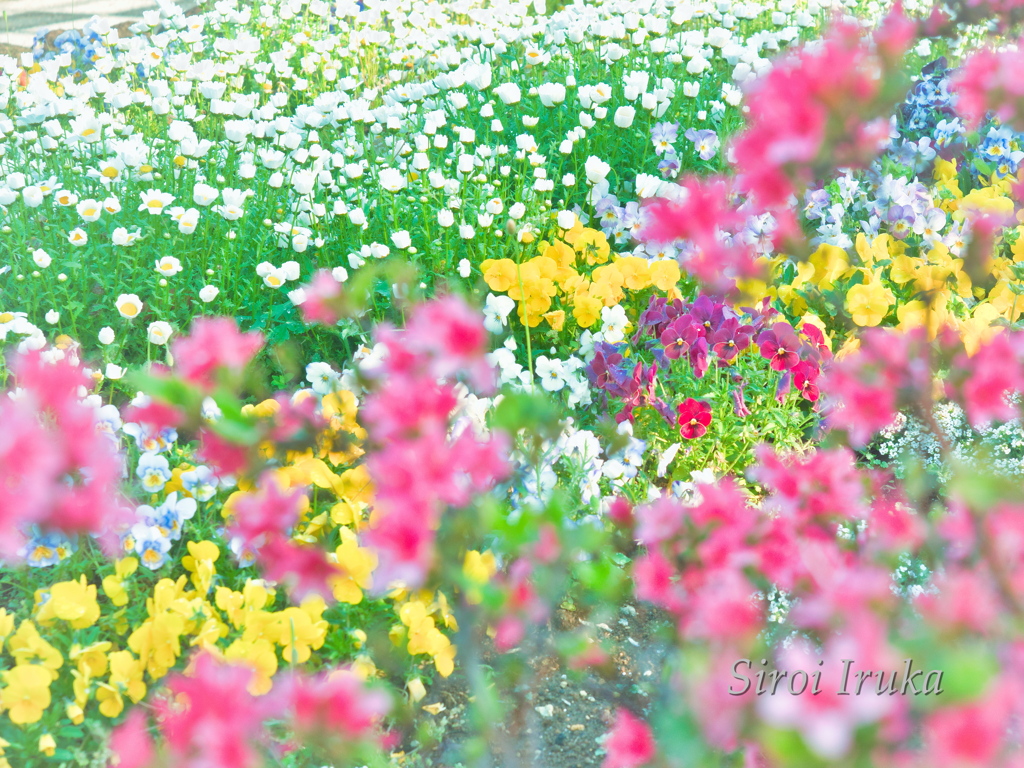 春の花園