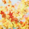 秋真っ盛り