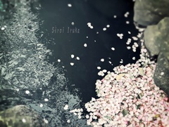 花筏