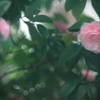 控えめな愛