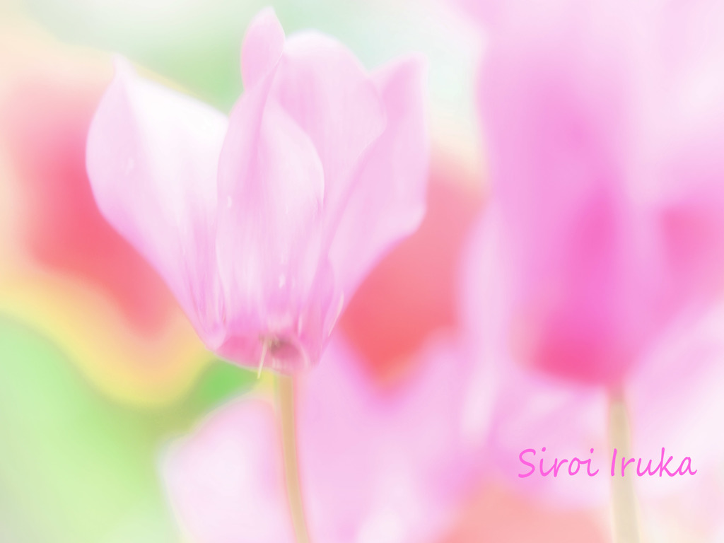 幸せ気分(⋈◍＞◡＜◍)。✧♡