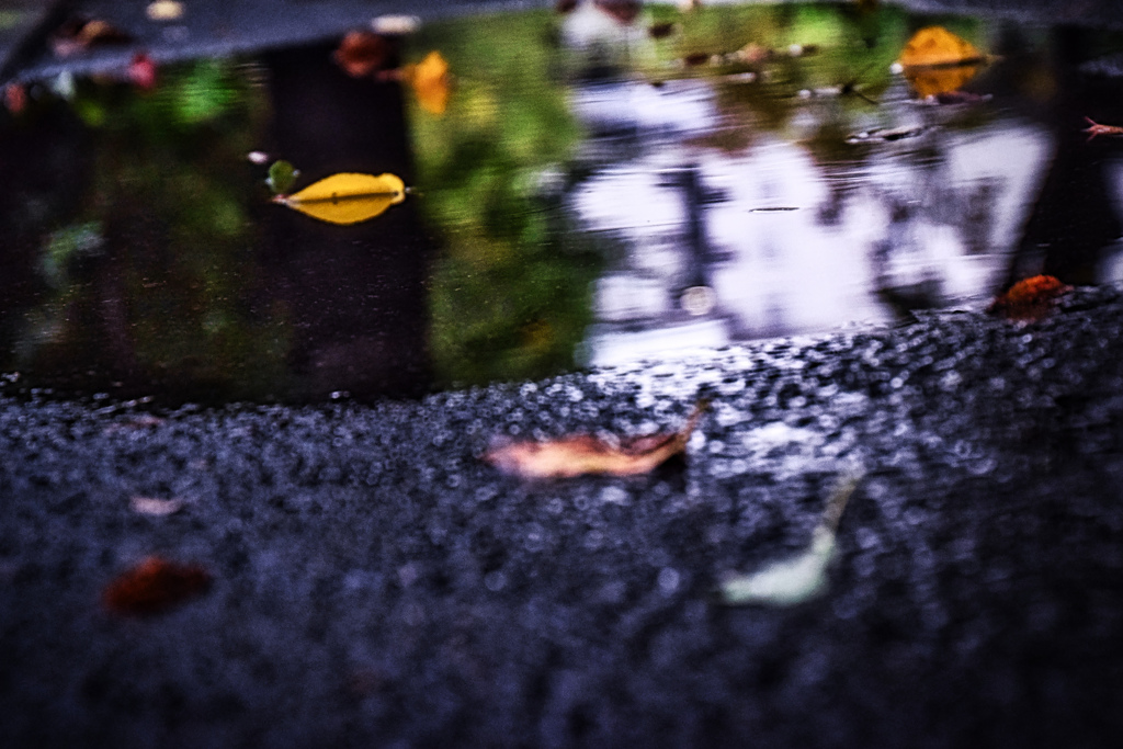 水溜まりの中の秋
