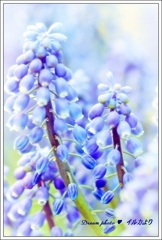 春の花(ハイキー)①