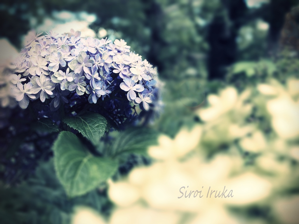 紫陽花色の輝き