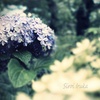 紫陽花色の輝き