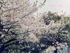 満開の桜