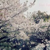 満開の桜