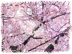 桜色の幸せ