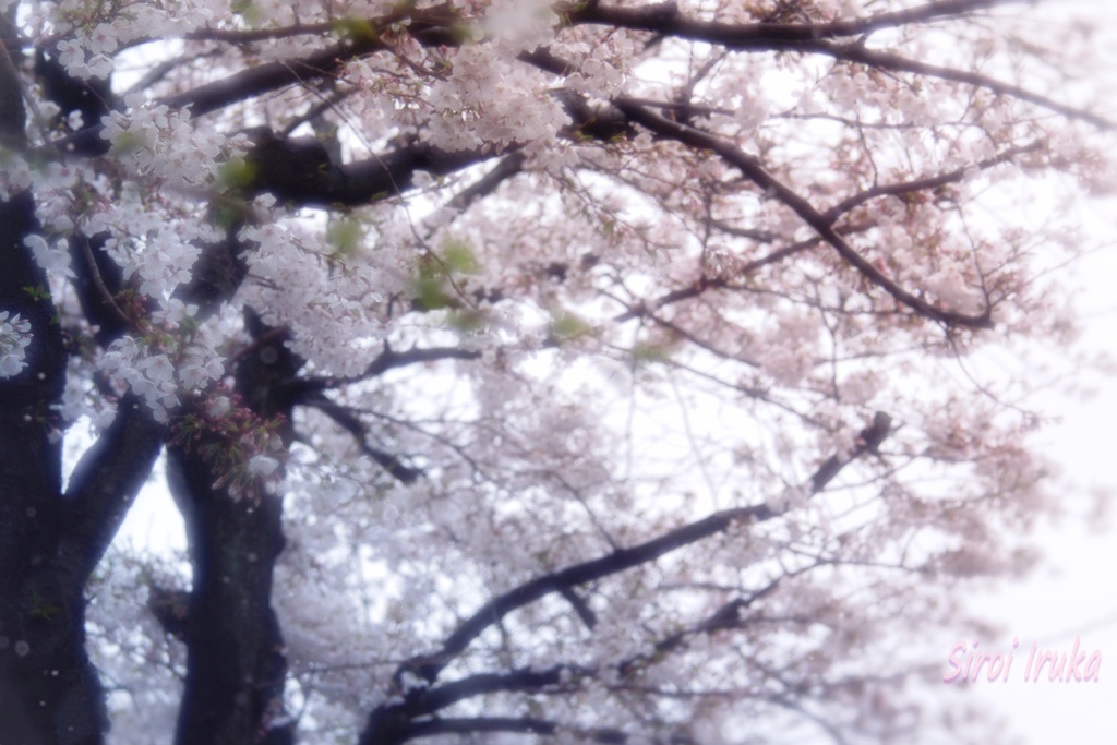 雨に滲む桜色
