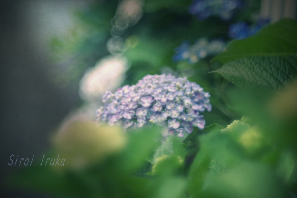 夢見る紫陽花