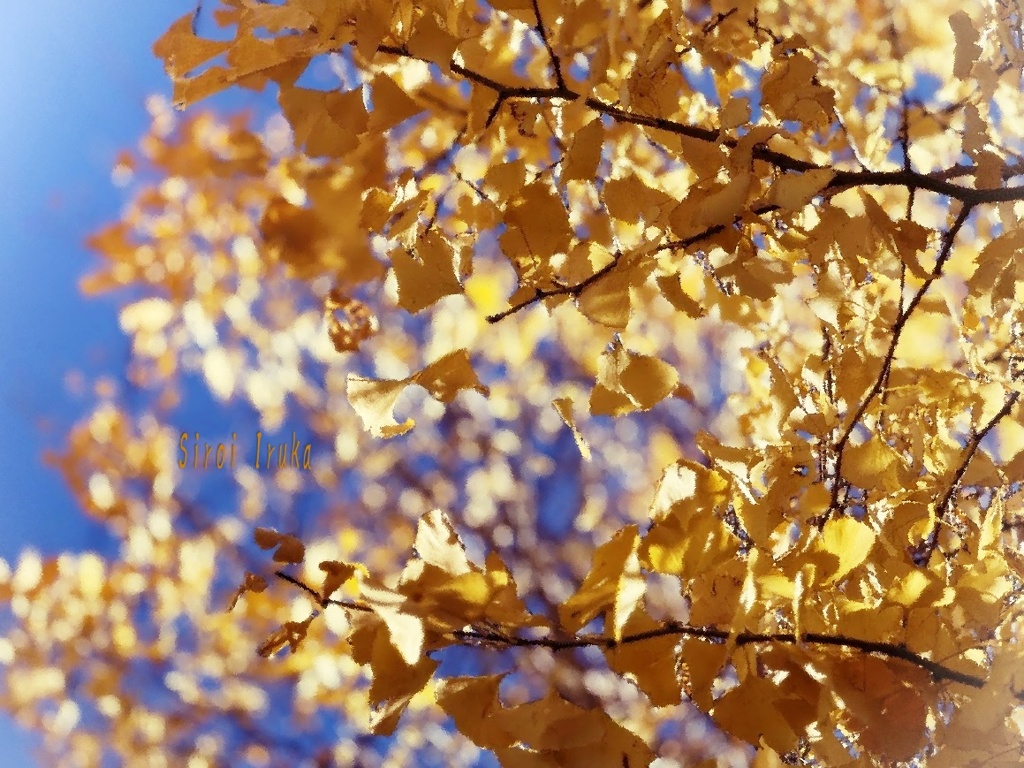 BRIGHT　YELLOW