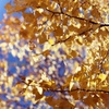 BRIGHT　YELLOW