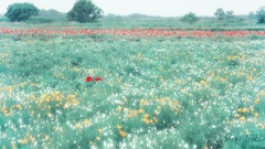 雨に煙るお花畑