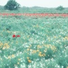 雨に煙るお花畑