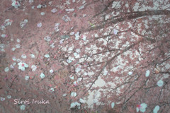 水桜