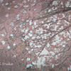 水桜