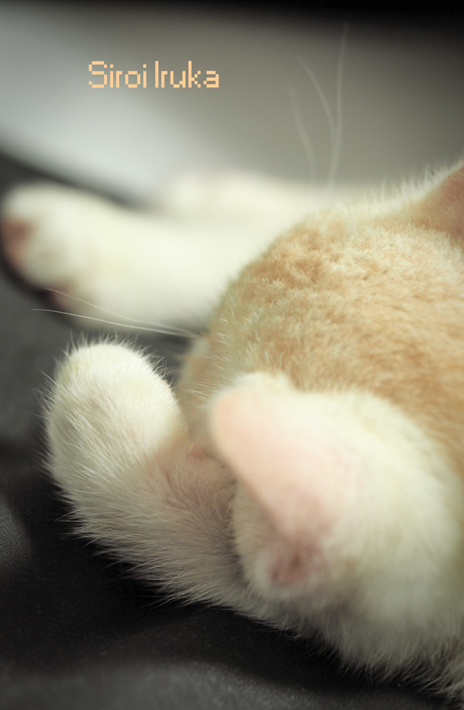 抱きしめたい可愛さ