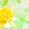 黄色い薔薇