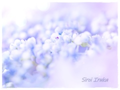 紫陽花の似合う貴方
