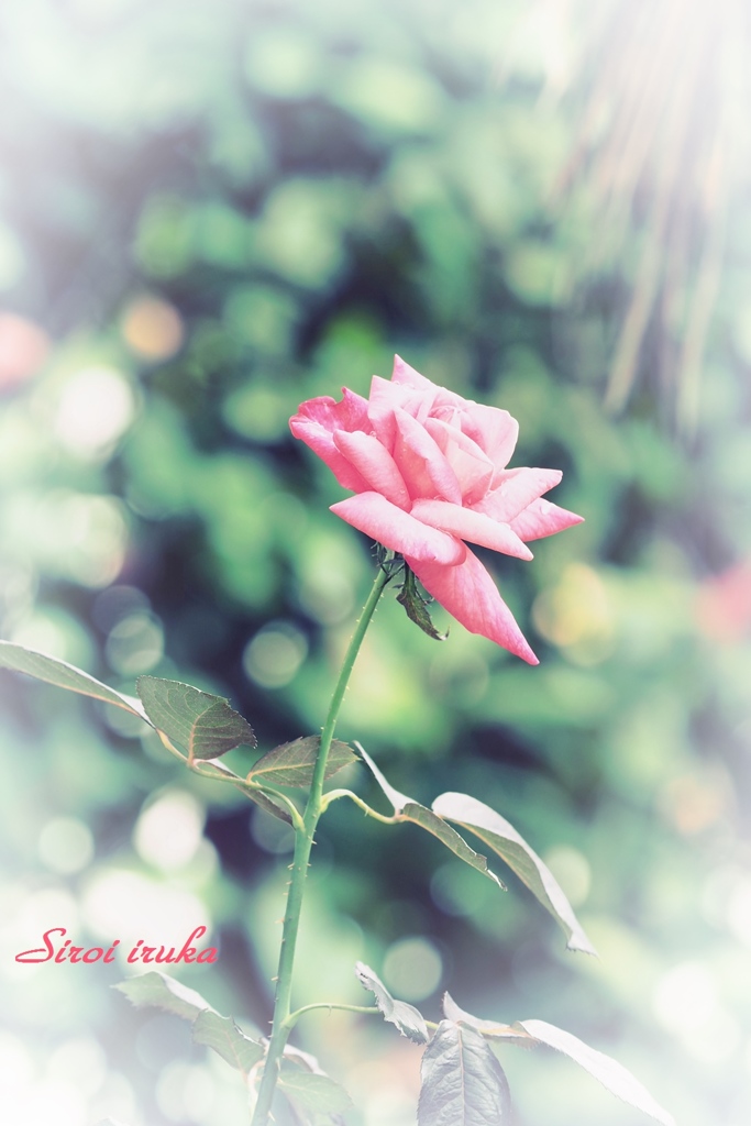 薔薇園①