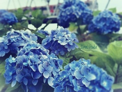 紫陽花の季節