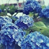 紫陽花の季節