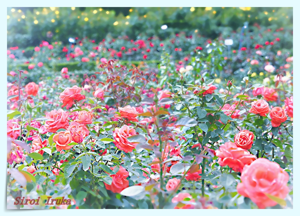 誘惑の花園