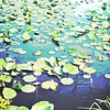 全く咲いてないし。。。