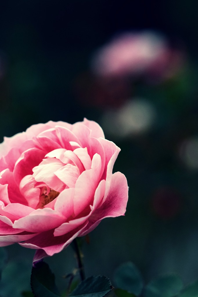 孤独を感じる。。誰か私を見てよ！