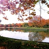 静かな湖畔の秋