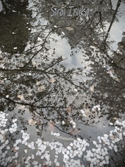 水中桜