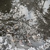 水中桜
