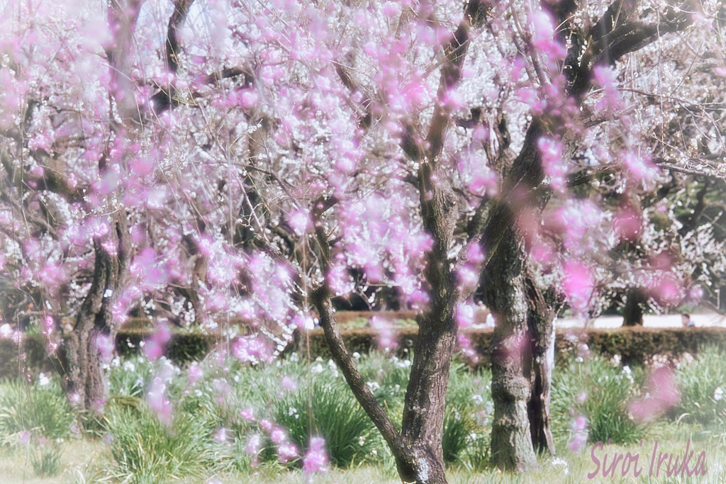 春爛漫