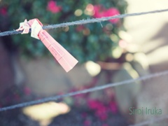 今年こそは・・・