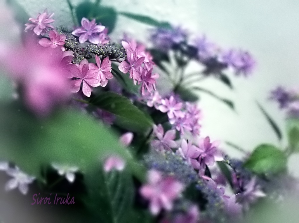 紫陽花と雨