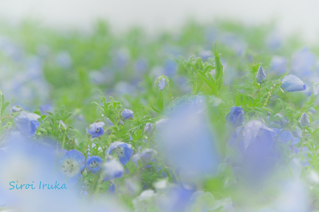 雨に濡れるブルー