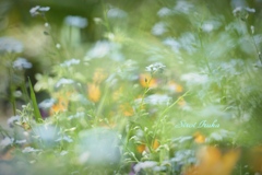 水色のカーテン