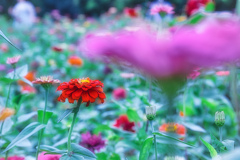 色とりどりの花の園