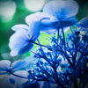 裏紫陽花の魅力