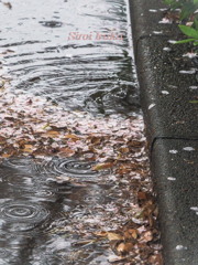 花弁の波紋