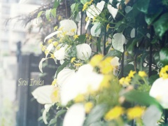 塀を彩る花