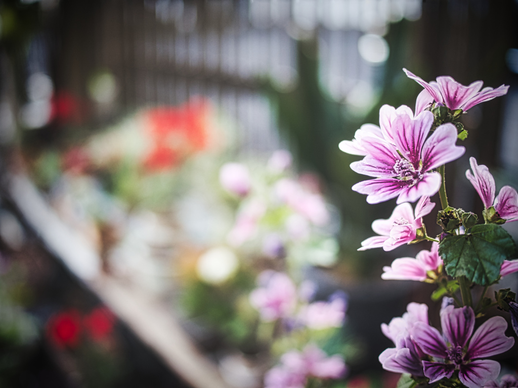 奥の花壇へどうぞ