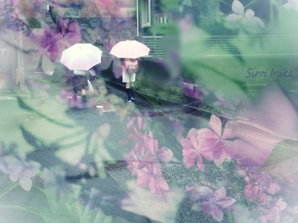 紫陽花通り