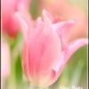 可愛いチューリップ④