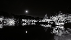 昭和記念公園　8　(白と黒の光)